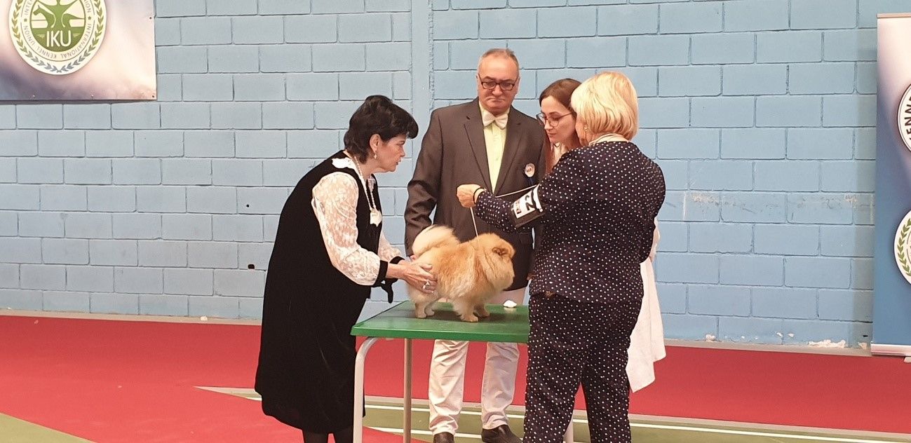 Exhibición y Concurso Canino Kennel Club España