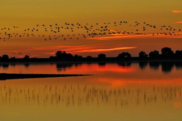 aves-rosarito-naturaleza-candeleda